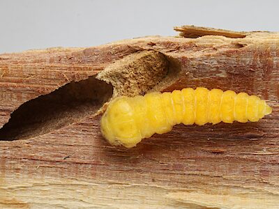 Pseudanilara purpureicollis, PL5696x, prepupa, in Allocasuarina helmsii dead stem, EP, 12.1 × 3.3 mm